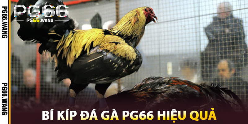 Bí Kíp Đá Gà – Kinh Nghiệm Từ Các Tay Chơi Chuyên Nghiệp 3 Bí Kíp Đá Gà PG66 Hiệu Quả