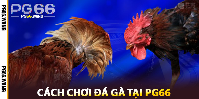 Đá Gà Thomo – Cách Thức Tham Gia An Toàn, Minh Bạch 3 Cách Chơi Đá Gà Tại PG66