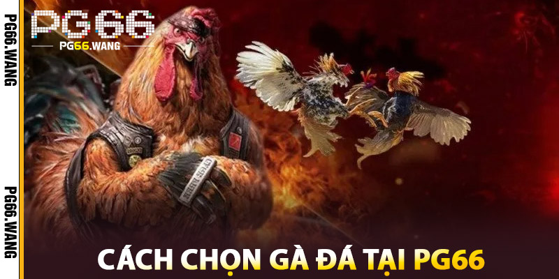 Bí Kíp Đá Gà – Kinh Nghiệm Từ Các Tay Chơi Chuyên Nghiệp 2 Cách Chọn Gà Đá Tại PG66