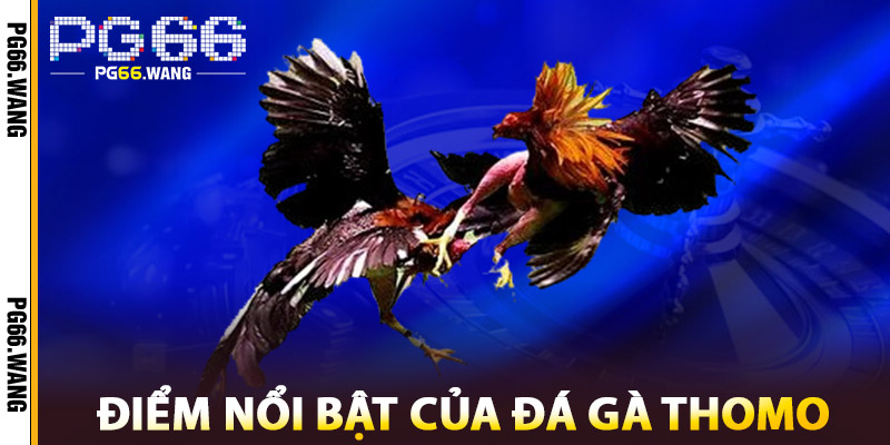 Đá Gà Thomo – Cách Thức Tham Gia An Toàn, Minh Bạch 2 Điểm Nổi Bật Của Đá Gà Thomo